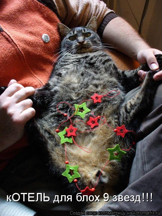 Котоматрица: кОТЕЛЬ для блох 9 звезд!!!
