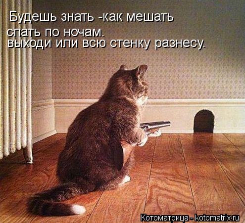 Будешь знать -как мешать спать по ночам. выходи или всю стенку разнесу.... Котоматрица: Будешь знать -как мешать спать по ночам. выходи или всю стенку разнесу.