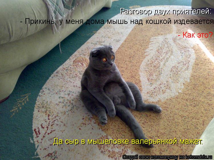 Котоматрица: Разговор двух приятелей: - Прикинь, у меня дома мышь над кошкой издевается! - Как это? - Да сыр в мышеловке валерьянкой мажет.   - Прикинь, у меня
