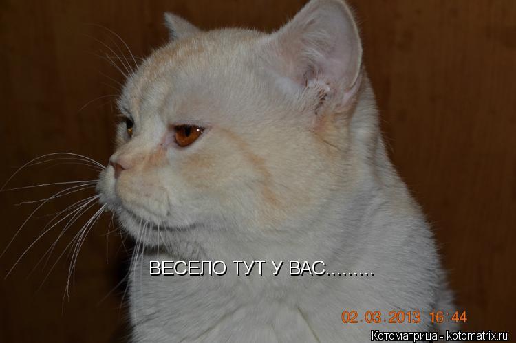 Котоматрица: ВЕСЕЛО ТУТ У ВАС.........
