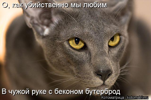 О, как убийственно мы любим В чужой руке с беконом бутерброд... Котоматрица: О, как убийственно мы любим В чужой руке с беконом бутерброд