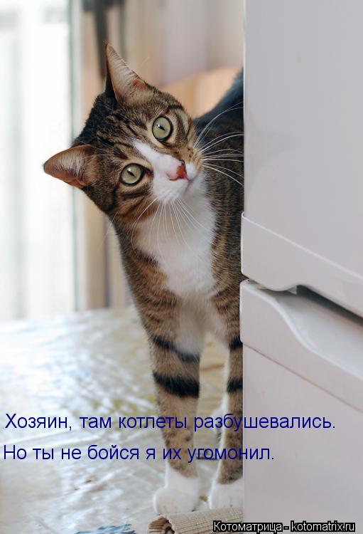 Хозяин, там котлеты разбушевались. Но ты не бойся я их угомонил.... Котоматрица: Хозяин, там котлеты разбушевались. Но ты не бойся я их угомонил.