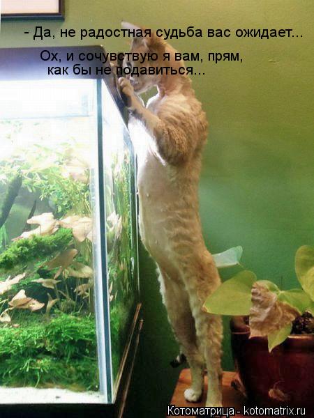 Котоматрица: - Да, не радостная судьба вас ожидает... Ох, и сочувствую я вам, прям,  как бы не подавиться...