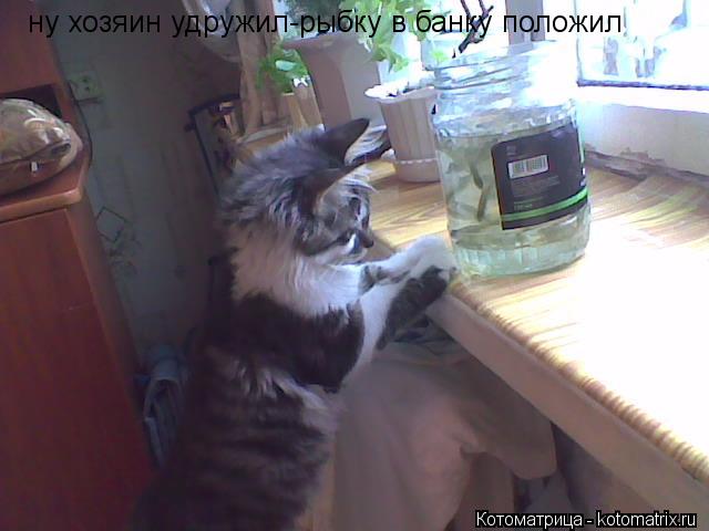 ну хозяин удружил-рыбку в банку положил... Котоматрица: ну хозяин удружил-рыбку в банку положил