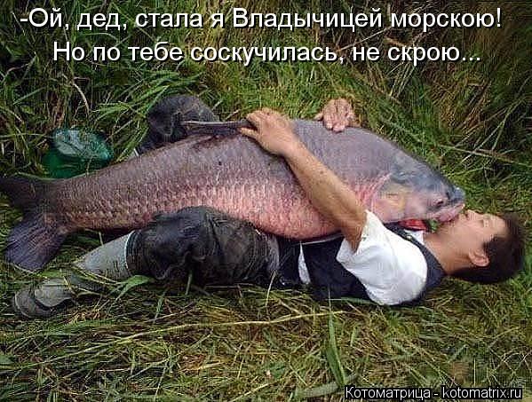 Котоматрица: -Ой, дед, стала я Владычицей морскою! Но по тебе соскучилась, не скрою...
