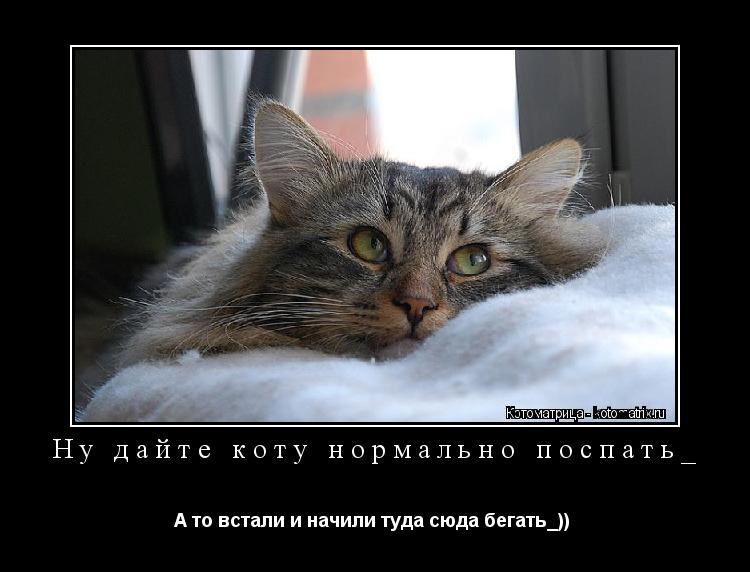 Ну дайте коту нормально поспать_ А то встали и начили туда сюда бегать_)) ... Котоматрица: Ну дайте коту нормально поспать_ А то встали и начили туда сюда бегать_))