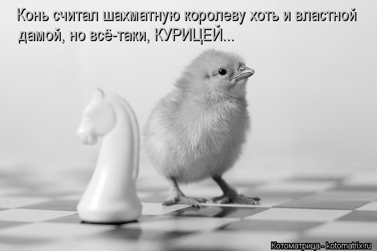 Котоматрица: Конь считал шахматную королеву хоть и властной  дамой, но всё-таки, КУРИЦЕЙ...