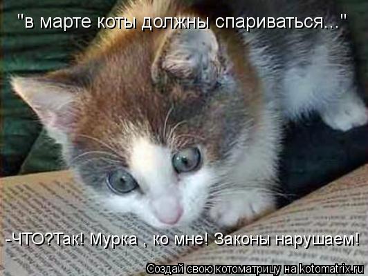 Котоматрица: "в марте коты должны спариваться..." -ЧТО?Так! Мурка , ко мне! Законы нарушаем!