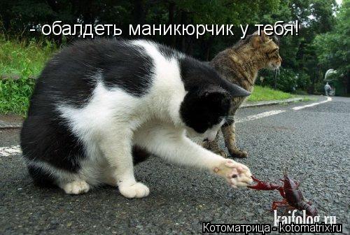 Котоматрица: - обалдеть маникюрчик у тебя!