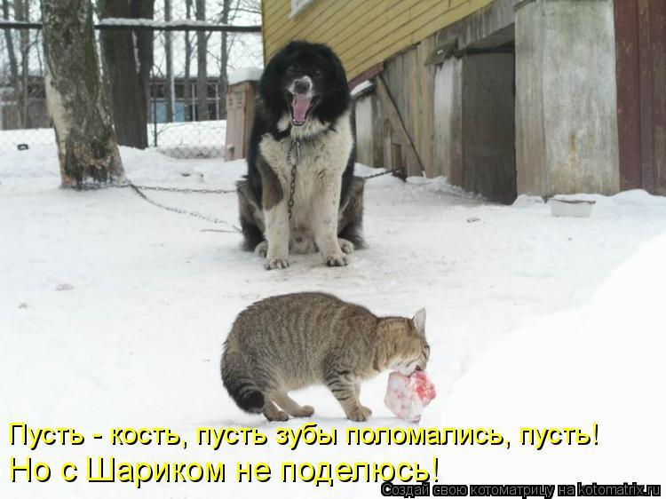 Котоматрица: Пусть - кость, пусть зубы поломались, пусть! Но с Шариком не поделюсь!