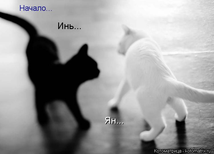 Начало... Инь... Ян...... Котоматрица: Начало... Инь... Ян...