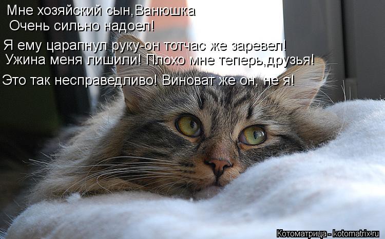Мне хозяйский сын,Ванюшка Я ему царапнул руку-он тотчас же заревел! Очень сильно надоел! Ужина меня л... Котоматрица: Мне хозяйский сын,Ванюшка Я ему царапнул руку-он тотчас же заревел! Очень сильно надоел! Ужина меня лишили! Плохо мне теперь,друзья! Это так