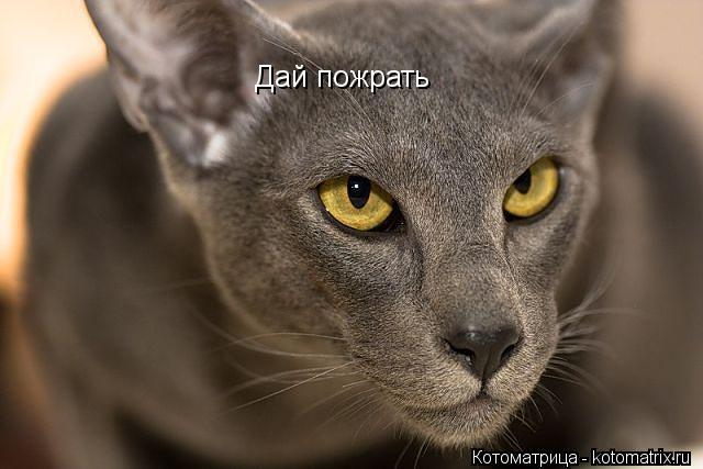 Котоматрица: Дай пожрать
