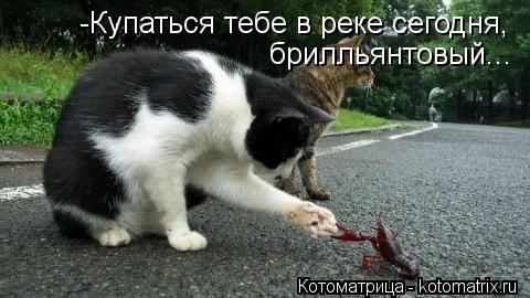 Котоматрица: -Купаться тебе в реке сегодня, брилльянтовый...