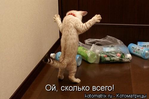 Котоматрица: Ой, сколько всего!