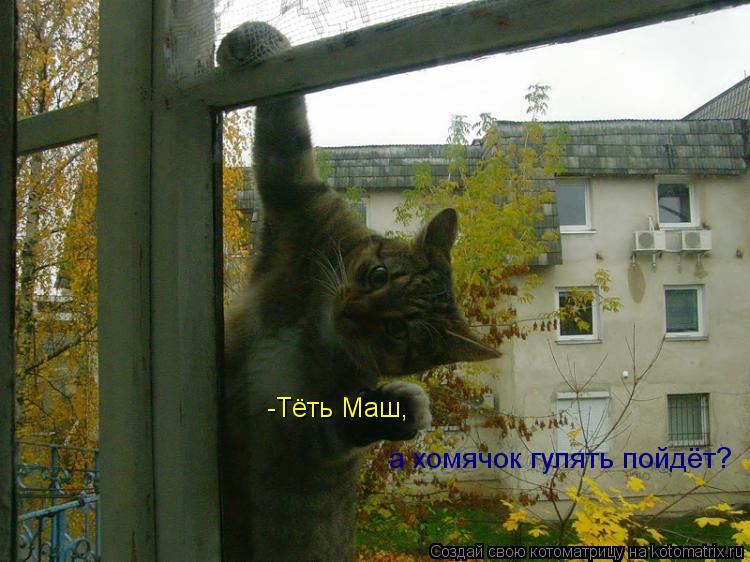 -Тёть Маш, а хомячок гулять пойдёт?... Котоматрица: -Тёть Маш, а хомячок гулять пойдёт?