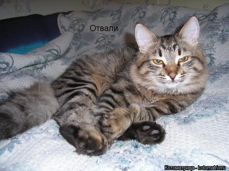 Котоматрица: Отвали