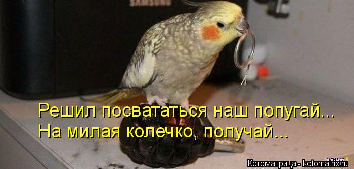 Котоматрица: Решил посвататься наш попугай... На милая колечко, получай...