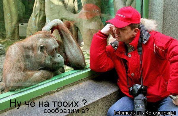 Котоматрица: Ну че на троих ? сообразим а?