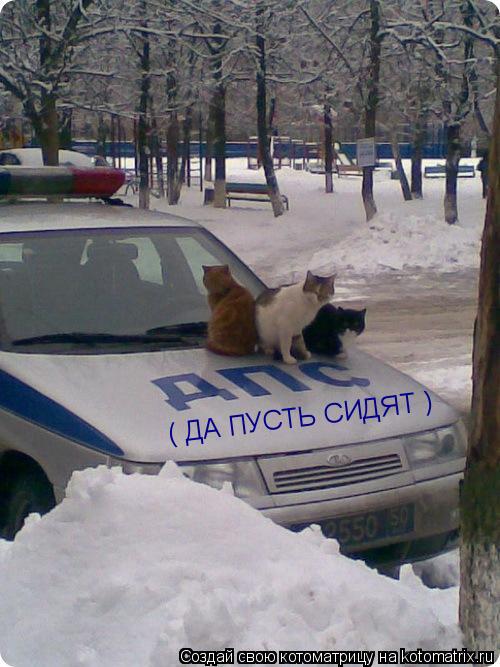 ( ДА ПУСТЬ СИДЯТ )... Котоматрица: ( ДА ПУСТЬ СИДЯТ )