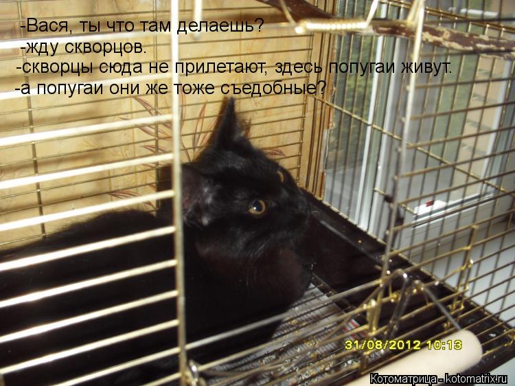 Котоматрица: -Вася, ты что там делаешь? -жду скворцов. -скворцы сюда не прилетают, здесь попугаи живут. -а попугаи они же тоже съедобные?