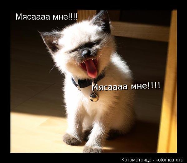 Мясаааа мне!!!! Мясаааа мне!!!!... Котоматрица: Мясаааа мне!!!! Мясаааа мне!!!!