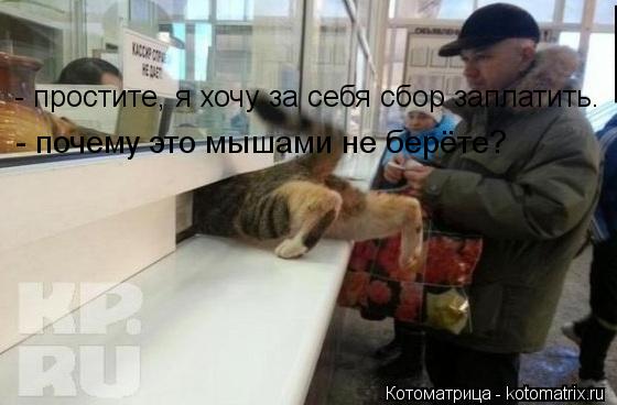 Котоматрица: - почему это мышами не берёте? - простите, я хочу за себя сбор заплатить.