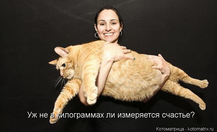 Котоматрица: Уж не в килограммах ли измеряется счастье?