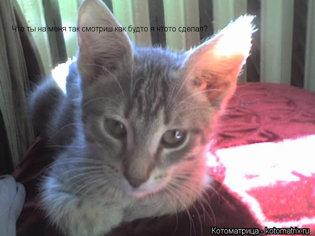 Что ты на меня так смотриш как будто я чтото сделал?... Котоматрица: Что ты на меня так смотриш как будто я чтото сделал?