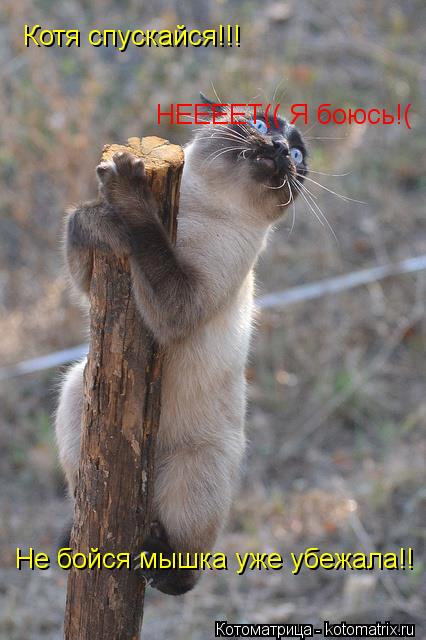 Котоматрица: Котя спускайся!!! НЕЕЕЕТ(( Я боюсь!( Не бойся мышка уже убежала!!
