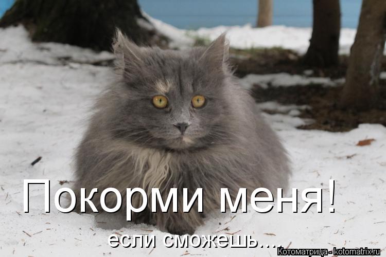 Покорми меня! если сможешь....... Котоматрица: Покорми меня! если сможешь....