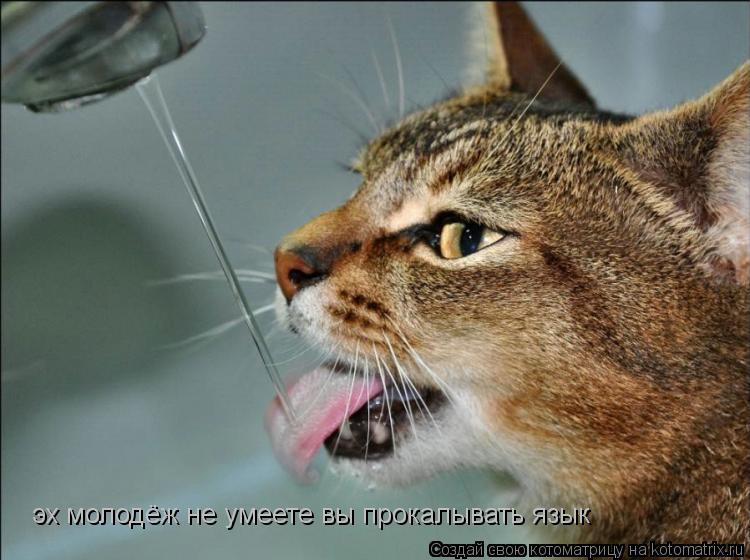 Котоматрица: эх молодёж не умеете вы прокалывать язык