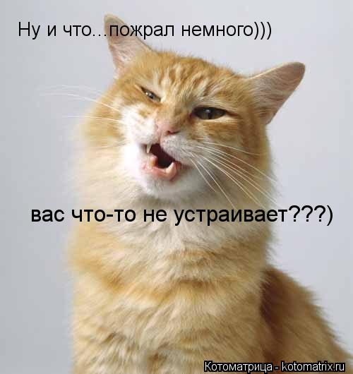 Котоматрица: Ну и что...пожрал немного))) вас что-то не устраивает???)