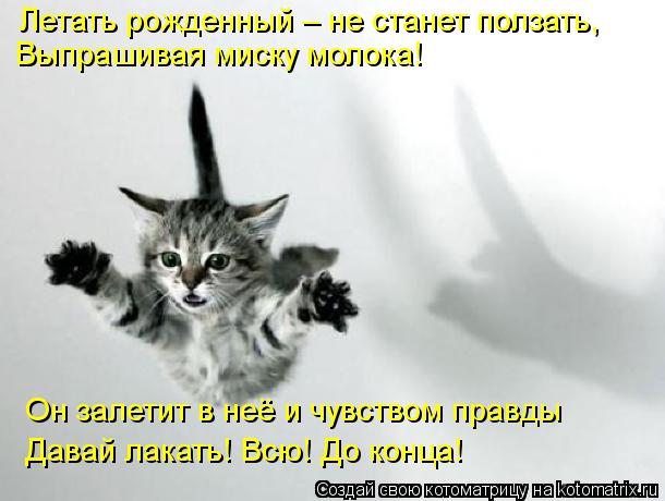 Котоматрица: Летать рожденный – не станет ползать, Выпрашивая миску молока! Он залетит в неё и чувством правды Давай лакать! Всю! До конца!