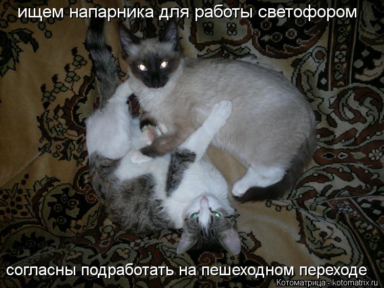 Котоматрица: ищем напарника для работы светофором согласны подработать на пешеходном переходе