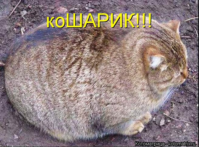 Котоматрица: коШАРИК!!!