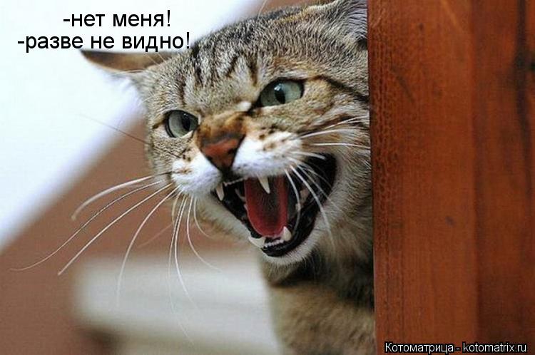 Котоматрица: -нет меня! -разве не видно!