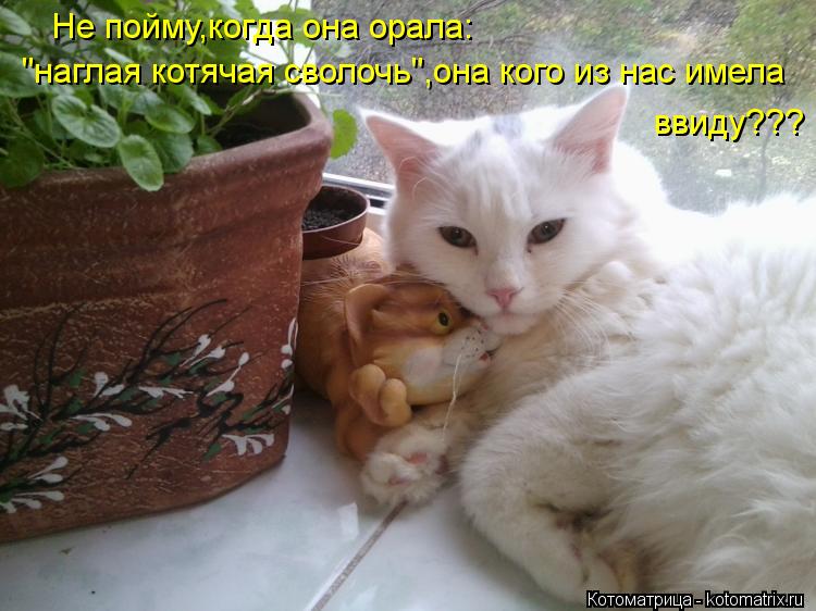 Котоматрица: Не пойму,когда она орала: "наглая котячая сволочь",она кого из нас имела ввиду???