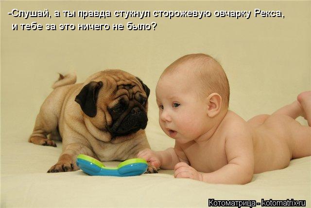 Котоматрица: -Слушай, а ты правда стукнул сторожевую овчарку Рекса, и тебе за это ничего не было?