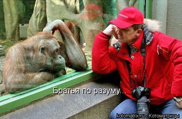 Котоматрица: Братья по разуму...