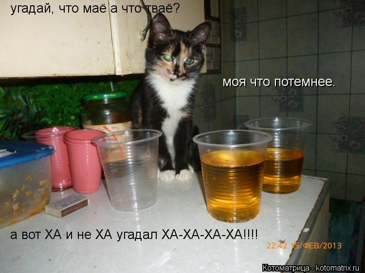 Котоматрица: угадай, что маё а что тваё? моя что потемнее. а вот ХА и не ХА угадал ХА-ХА-ХА-ХА!!!!