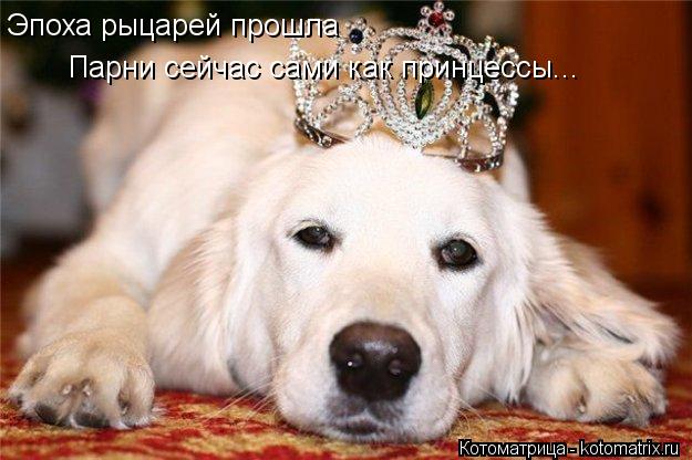 Котоматрица: Эпоха рыцарей прошла Парни сейчас сами как принцессы...
