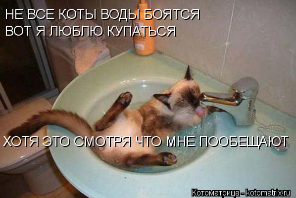 Котоматрица: НЕ ВСЕ КОТЫ ВОДЫ БОЯТСЯ  ВОТ Я ЛЮБЛЮ КУПАТЬСЯ  ХОТЯ ЭТО СМОТРЯ ЧТО МНЕ ПООБЕЩАЮТ