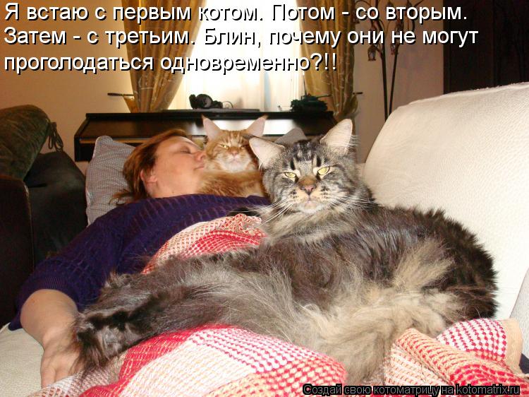 Котоматрица: Я встаю с первым котом. Потом - со вторым. Затем - с третьим. Блин, почему они не могут проголодаться одновременно?!!