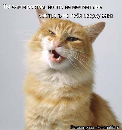 Котоматрица: Ты выше ростом, но это не мешает мне смотреть на тебя сверху вниз
