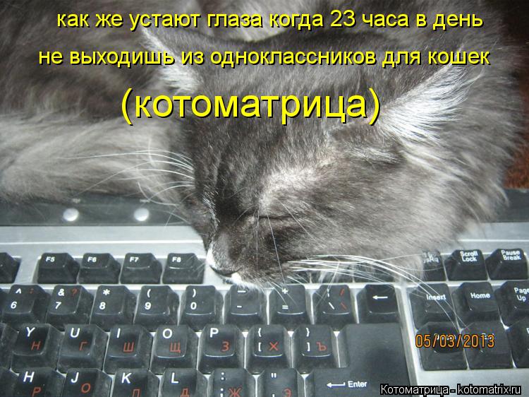 Котоматрица: как же устают глаза когда 23 часа в день  не выходишь из одноклассников для кошек (котоматрица)