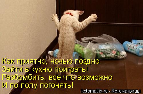 Котоматрица: Как приятно, ночью поздно Зайти в кухню поиграть! Разбомбить, все что возможно И по полу погонять!