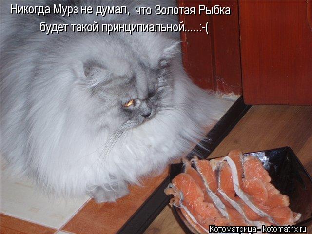 Котоматрица: Никогда Мурз не думал, что Золотая Рыбка будет такой принципиальной.....:-(