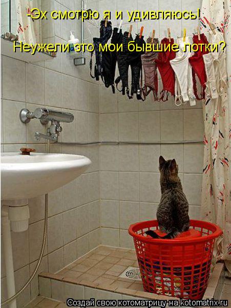 Котоматрица: -Эх смотрю я и удивляюсь! Неужели это мои бывшие лотки?