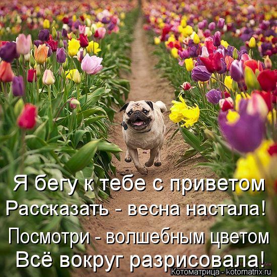 Котоматрица: Я бегу к тебе с приветом  Рассказать - весна настала!  Посмотри - волшебным цветом  Всё вокруг разрисовала!
